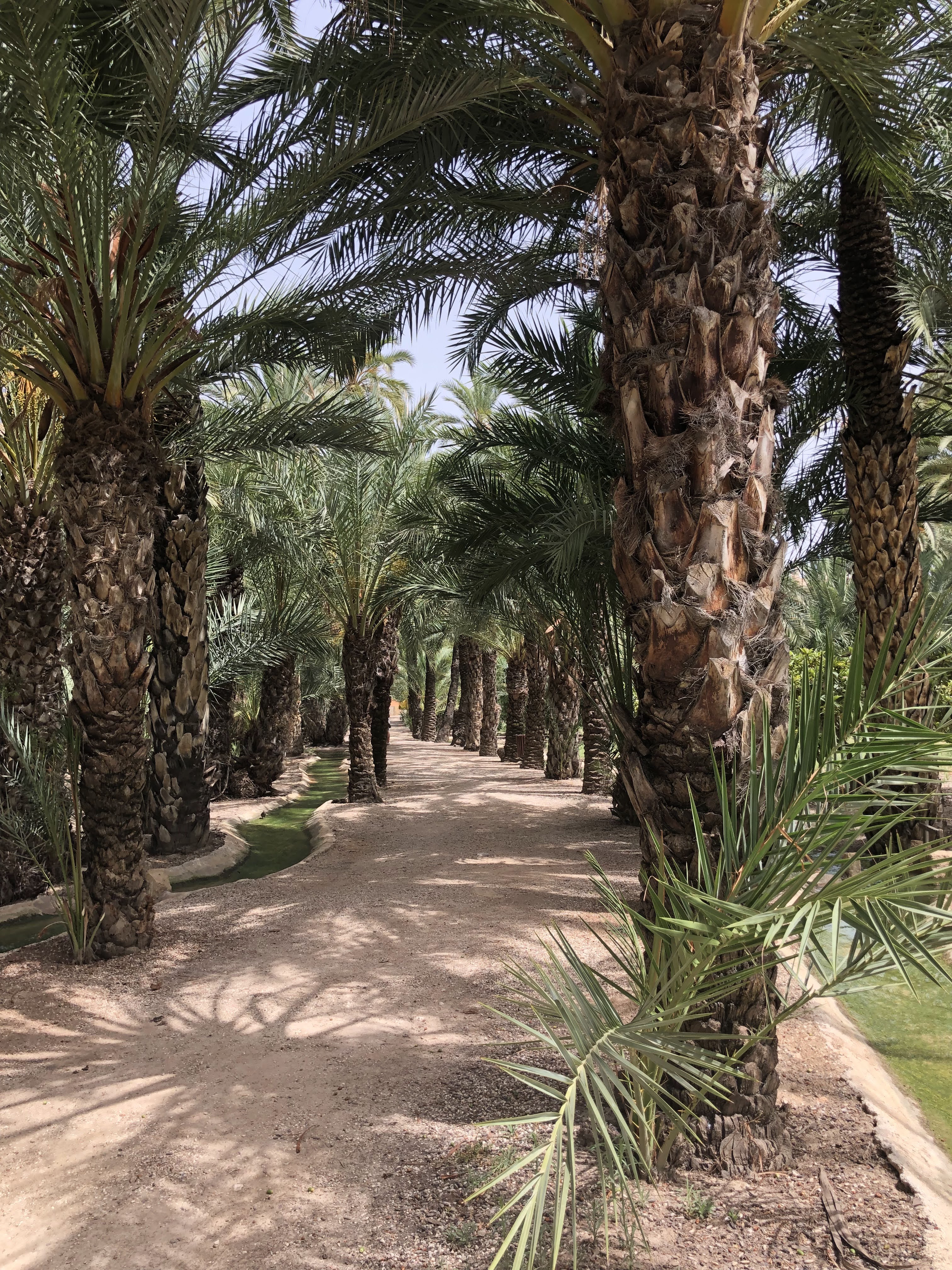 Palmeral van Elche